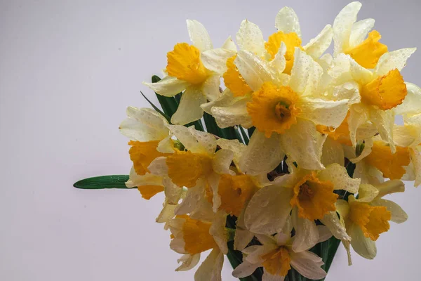 Blüten Narcissus Gelb Und Weiß Blumenbanner Strauß Frischer Narzissen Isoliert — Stockfoto