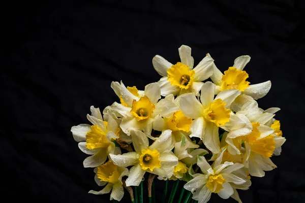 Квіти Нарцис Жовтий Білий Квітковий Банер Букет Свіжих Нарцисів Ізольований — стокове фото