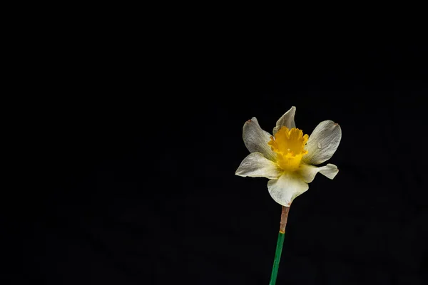 花は黄色と白を出します 花のバナー 青の背景に隔離された新鮮な水仙の花束 単純な休日の春の挨拶カード招待状 テキストやミニマリズムのための空間 — ストック写真
