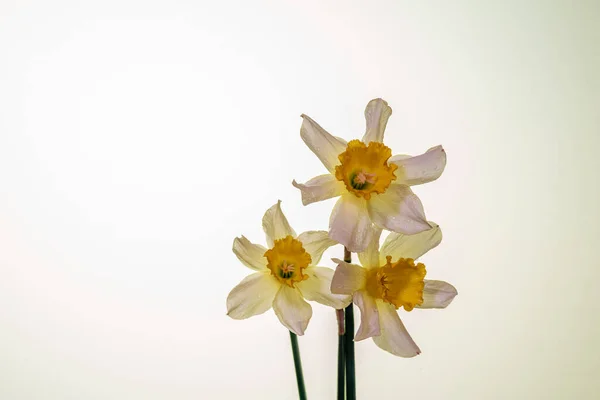 Çiçekler Narcissus Sarı Beyaz Çiçek Pankartı Sarı Beyaz Siyah Mavi — Stok fotoğraf