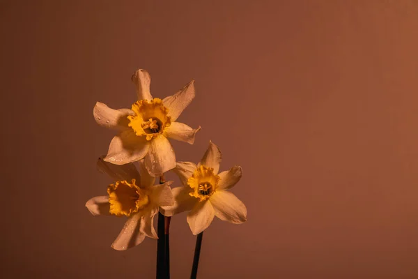 Blüten Narcissus Gelb Und Weiß Blumenbanner Strauß Frischer Narzissen Isoliert — Stockfoto