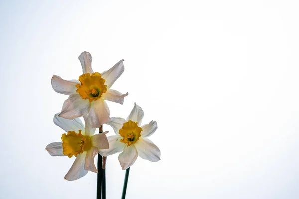 Blüten Narcissus Gelb Und Weiß Blumenbanner Strauß Frischer Narzissen Isoliert — Stockfoto