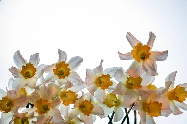 Blüten Narcissus Gelb Und Weiß Blumenbanner Strauß Frischer Narzissen Isoliert — Stockfoto