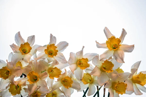 Blüten Narcissus Gelb Und Weiß Blumenbanner Strauß Frischer Narzissen Isoliert — Stockfoto