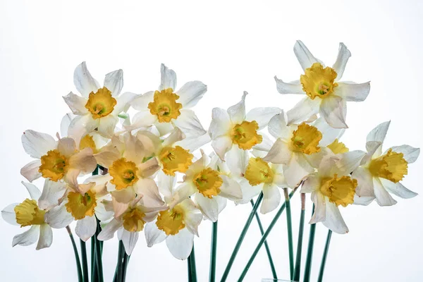 Квіти Нарцис Жовтий Білий Квітковий Банер Букет Свіжих Нарцисів Ізольований — стокове фото