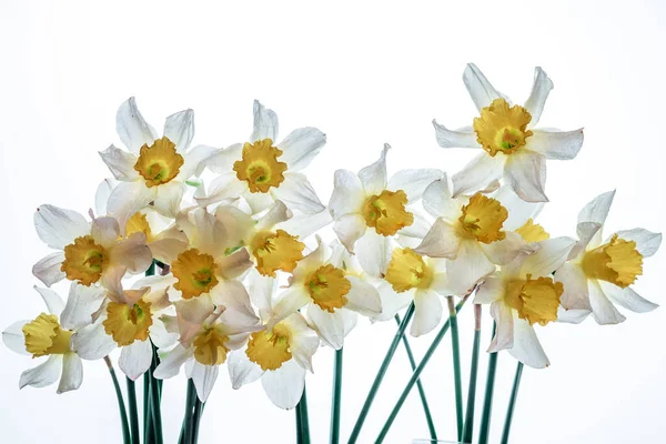 Blüten Narcissus Gelb Und Weiß Blumenbanner Strauß Frischer Narzissen Isoliert — Stockfoto