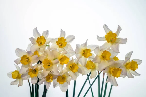 Fleurs Narcisse Jaune Blanc Bannière Florale Bouquet Jonquilles Fraîches Isolées — Photo