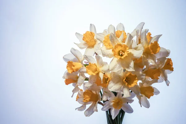 花水仙花黄白色相间 一束新鲜的水仙花 在黄色 蓝色的背景上被分离出来 简单的节日春天贺卡 邀请卡 文字空间 简约主义 — 图库照片