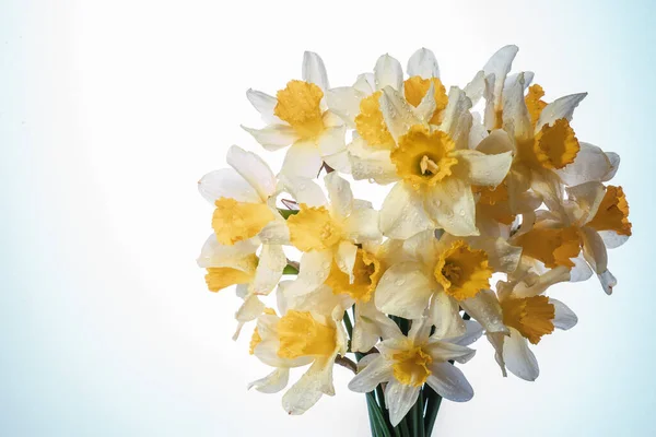 Blomster Narkissos Gul Hvit Blomsterbanner Bukett Med Ferske Påskeliljer Isolert – stockfoto