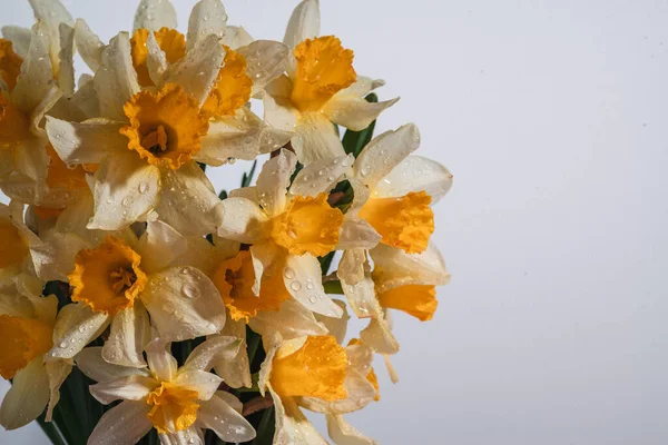 Flores Narciso Amarillo Blanco Banner Floral Ramo Narcisos Frescos Aislados — Foto de Stock