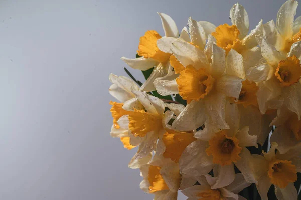 花は黄色と白を出します 花のバナー 青の背景に隔離された新鮮な水仙の花束 単純な休日の春の挨拶カード招待状 テキストやミニマリズムのための空間 — ストック写真