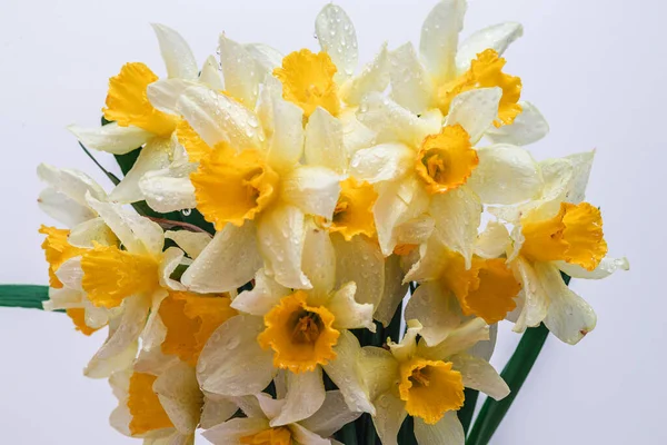 Blüten Narcissus Gelb Und Weiß Blumenbanner Strauß Frischer Narzissen Isoliert — Stockfoto