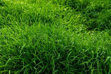 Elytrigia. Sulu, yüksek yeşil kanepe çimlerinin bitkisel arka planı. Taze genç Elymus güzel bitkisel dokuya, bahara tövbe eder. Su damlaları, buğday çimi sabah çiyi, genç meşe palamudu - kuyruk çalısı, arka plan veya doku, bahar, bataklık