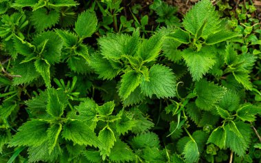 Isırgan otlarının çalıları. Isırgan yaprakları. Yeşillik yaygın ısırgan otu, ıslak taze yeşil çimenler ormanda ilkbahar, tıbbi bitki