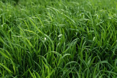 Elytrigia. Sulu, yüksek yeşil kanepe çimlerinin bitkisel arka planı. Taze genç Elymus güzel bitkisel dokuya, bahara tövbe eder. Su damlaları, buğday çimi sabah çiyi, genç meşe palamudu - kuyruk çalısı, arka plan veya doku, bahar, bataklık