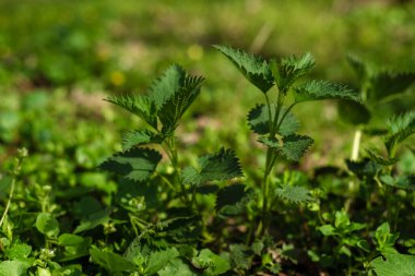 Isırgan otlarının çalıları. Isırgan yaprakları. Yeşillik yaygın ısırgan otu, ıslak taze yeşil çimenler ormanda ilkbahar, tıbbi bitki