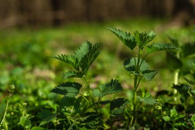 Isırgan otlarının çalıları. Isırgan yaprakları. Yeşillik yaygın ısırgan otu, ıslak taze yeşil çimenler ormanda ilkbahar, tıbbi bitki