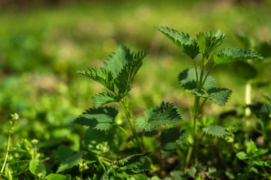 Isırgan otlarının çalıları. Isırgan yaprakları. Yeşillik yaygın ısırgan otu, ıslak taze yeşil çimenler ormanda ilkbahar, tıbbi bitki