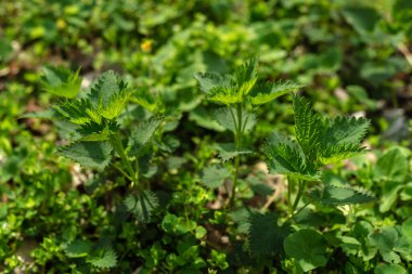 Isırgan otlarının çalıları. Isırgan yaprakları. Yeşillik yaygın ısırgan otu, ıslak taze yeşil çimenler ormanda ilkbahar, tıbbi bitki