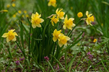 İlkbaharda, narsisler (nergisler) çiçek tarhında çiçek açarlar. Bahçede açan sarı ve beyaz narsisli çiçekler. Seçici odaklanma. Bayram bahar tebrik kartı, davetiye kartı. Mutlu Paskalyalar