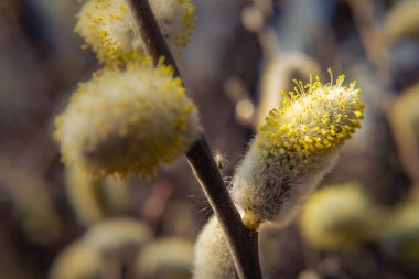 Willow branches with green catkins on a blurred background, Pussy willow in daylight. Copy spase. The symbol of Easter and Palm Sunday.