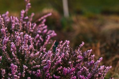 Calluna vulgaris Erica erigena Blooming wild purple common heather (Calluna vulgaris). Doğa, çiçek, çiçek arka planı. Çiçekler açan vahşi pembe menekşe fundaları ormanda, lavanta
