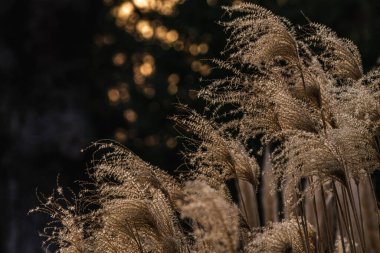 Miscanthus Sinensis Andersson kurak- Miscanthus Sinensis bahar başında gün batımında. Çin gümüşi çimeni, Susuki çimeni. Bakire gümüşotları, Poaceae familyasından bir bitki türü.,