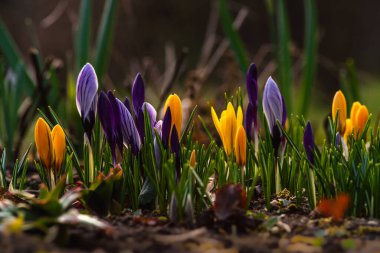 İlkbahar çiçekleri ve canlanan doğa, Güzel Mor, dışarıda ormanda ya da parkta sarı krem crocus. Doğal ortamlarında çiçek açarlar, mutlu Paskalyalar