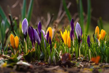 İlkbahar çiçekleri ve canlanan doğa, Güzel Mor, dışarıda ormanda ya da parkta sarı krem crocus. Doğal ortamlarında çiçek açarlar, mutlu Paskalyalar