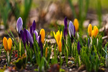 İlkbahar çiçekleri ve canlanan doğa, Güzel Mor, dışarıda ormanda ya da parkta sarı krem crocus. Doğal ortamlarında çiçek açarlar, mutlu Paskalyalar