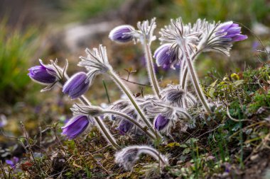 Pulsatilla çayırdaki Doğu Pasque Çiçeğinin patentini aldı. Tomurcuklanan patlamamış Pulsatilla 'nın mor tomurcukları güneşli bir bahar gününde ormandaki çiçeklerin patentini alır. Mor çiçekli bahar kartpostalı.