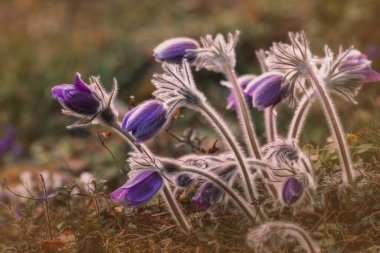 Pulsatilla çayırdaki Doğu Pasque Çiçeğinin patentini aldı. Tomurcuklanan patlamamış Pulsatilla 'nın mor tomurcukları güneşli bir bahar gününde ormandaki çiçeklerin patentini alır. Mor çiçekli bahar kartpostalı.