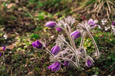 Pulsatilla çayırdaki Doğu Pasque Çiçeğinin patentini aldı. Tomurcuklanan patlamamış Pulsatilla 'nın mor tomurcukları güneşli bir bahar gününde ormandaki çiçeklerin patentini alır. Mor çiçekli bahar kartpostalı.