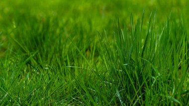 Genç meşe palamudu - kuyruklu çalılık, arka plan veya doku, bahar, su, bataklık