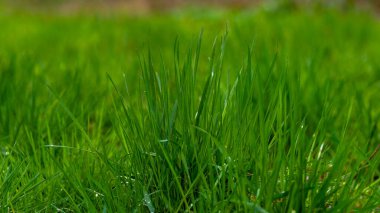 Elytrigia. Sulu, yüksek yeşil kanepe çimlerinin bitkisel arka planı. Genç ve taze çimenler Elymus güzel bitkisel dokuya, bahara tövbe eder. Su damlaları, buğday çimi sabah çiyi