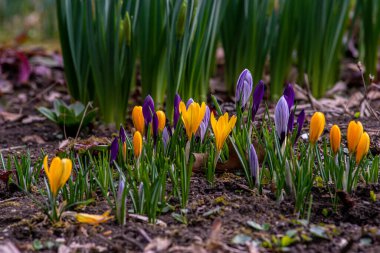 İlkbahar çiçekleri ve canlanan doğa, Güzel Mor, dışarıda ormanda ya da parkta sarı krem crocus. Doğal ortamlarında çiçek açarlar, mutlu Paskalyalar
