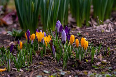 İlkbahar çiçekleri ve canlanan doğa, Güzel Mor, dışarıda ormanda ya da parkta sarı krem crocus. Doğal ortamlarında çiçek açarlar, mutlu Paskalyalar