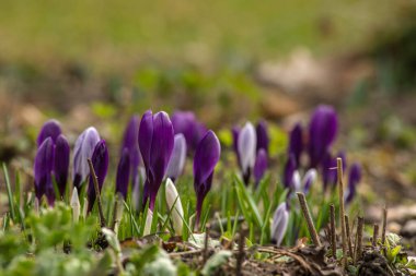 İlkbahar çiçekleri ve canlanan doğa, Güzel Mor, dışarıda ormanda ya da parkta sarı krem crocus. Doğal ortamlarında çiçek açarlar, mutlu Paskalyalar