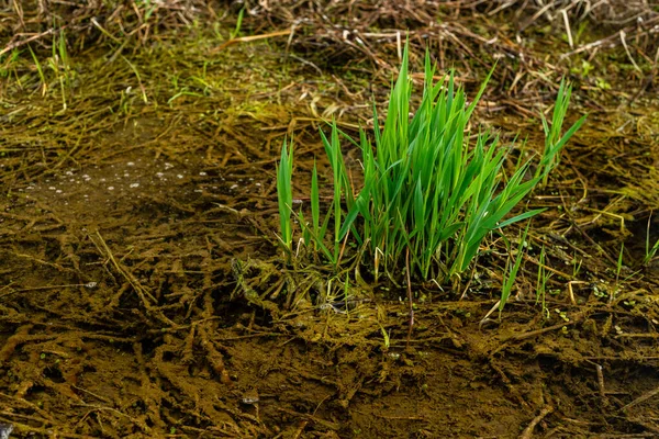 Elytrigia Fundo Herbáceo Suculento Alta Grama Sofá Verde Close Jovens — Fotografia de Stock