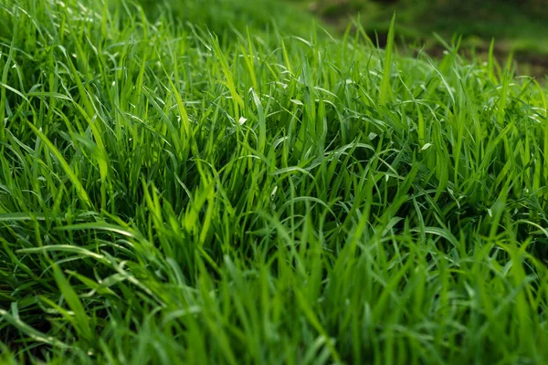 Elytrigia Herbaceous Background Juicy High Green Couch Grass Close Fresh — Stock Photo, Image