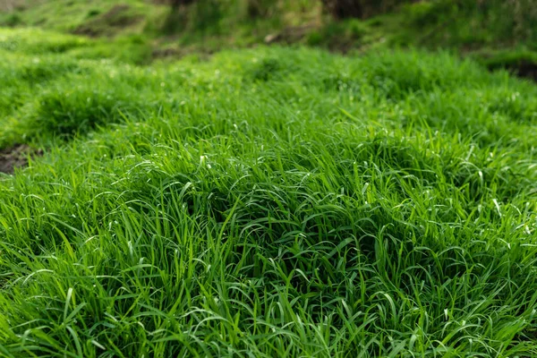 Elytrigia Fondo Herbáceo Jugoso Sofá Hierba Verde Alto Primer Plano — Foto de Stock