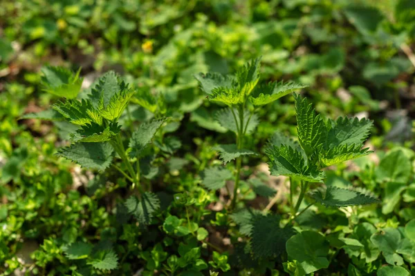 Isırgan otlarının çalıları. Isırgan yaprakları. Yeşillik yaygın ısırgan otu, ıslak taze yeşil çimenler ormanda ilkbahar, tıbbi bitki