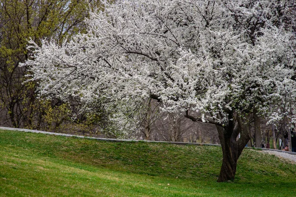 Romanya 'nın Bükreş parkında çiçek açan pembe erik ağaçları olan yeşil çimenler. Renkli bahar manzarası
