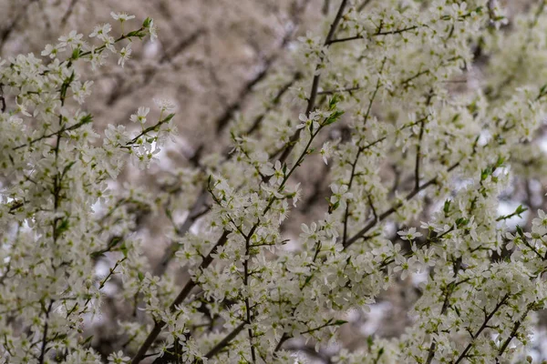 Suda duran erik çiçekleri, bahar çiçekleri, beyaz kiraz çiçekleri, koyu yeşil arka planda izole edilmiş kiraz çiçekleri, kiraz çiçekleri, Sakura, erik serrulata doğal ışığı. Yüksek kaliteli fotoğraf, ilkbaharın başlarında, yakın plan.