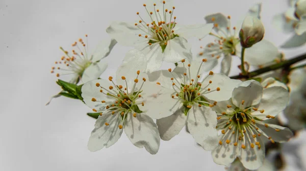 Fleurs Prunier Assis Sur Eau Fleurs Printemps Fleurs Cerisier Blanc — Photo
