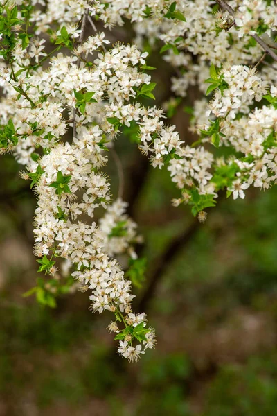 水の上に座って梅の花 春の花 白い桜 暗い緑の背景に隔離された プルナスSerrulata自然光 高品質の写真は 早春には クローズアップ — ストック写真