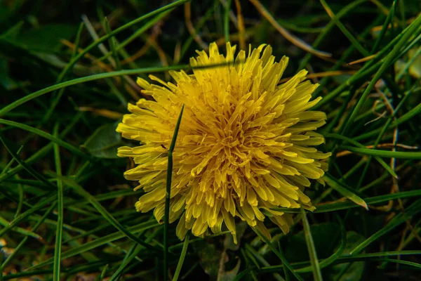 Piękne Kwiaty Żółtych Dmuchawców Przyrodzie Ciepłe Lato Lub Wiosna Łące — Zdjęcie stockowe