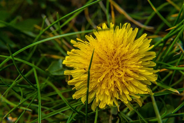 Цветки Желтых Одуванчиков Природе Теплым Летом Весной Лужайке Солнечном Свете — стоковое фото