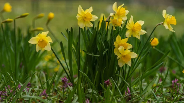 Frühjahr Blühen Narzissen Narzissen Einem Blumenbeet Blumen Narcissus Gelb Und — Stockfoto