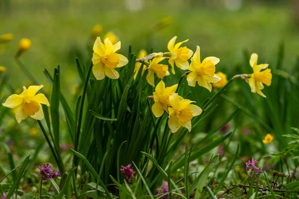 Frühjahr Blühen Narzissen Narzissen Einem Blumenbeet Blumen Narcissus Gelb Und — Stockfoto
